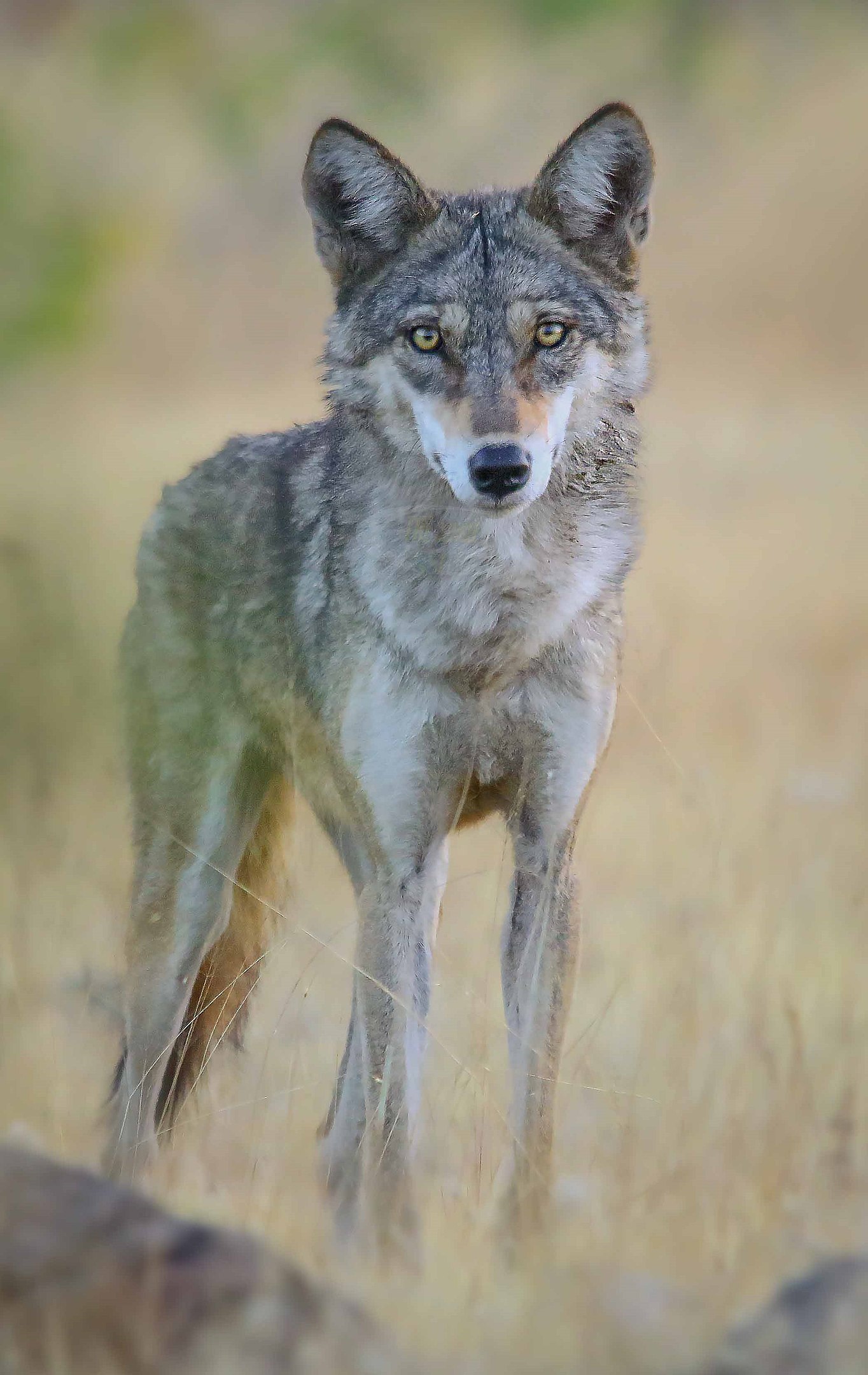 The Indian Brown Wolf: A Silent Predator on the Brink of Extinction