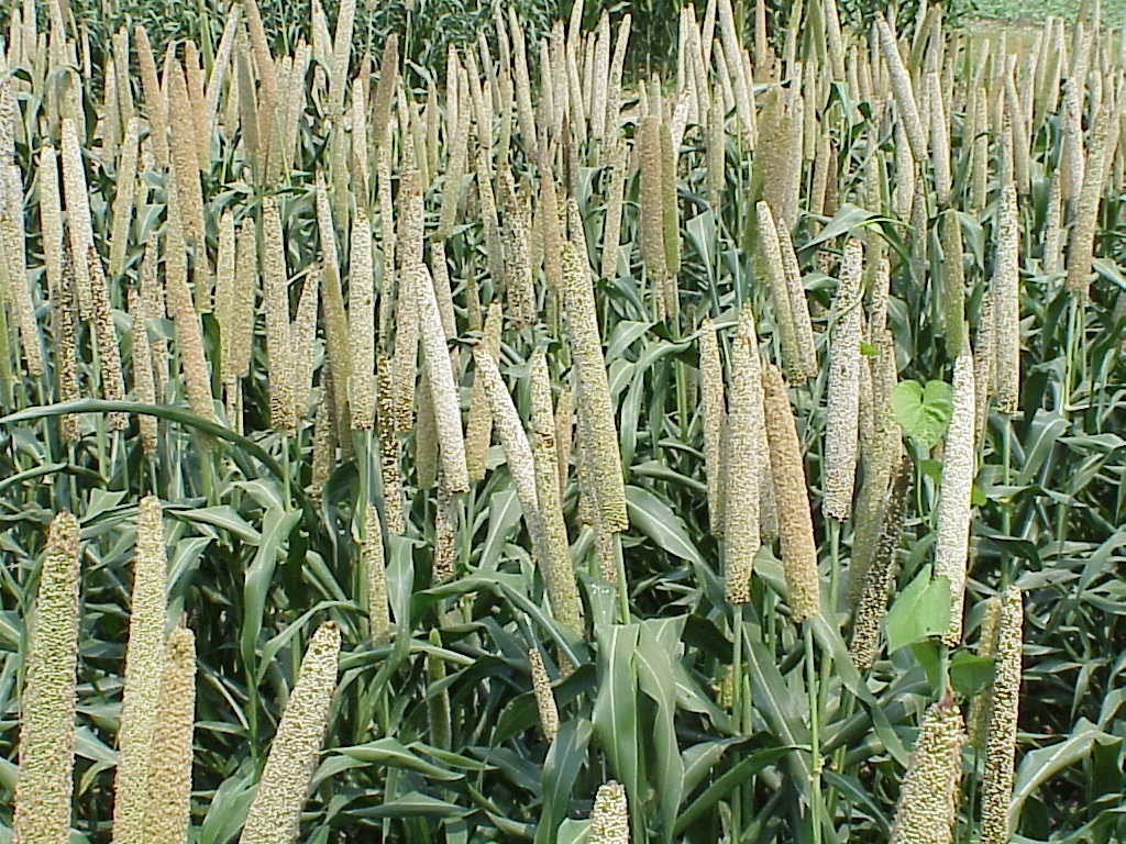 What Are Millets?