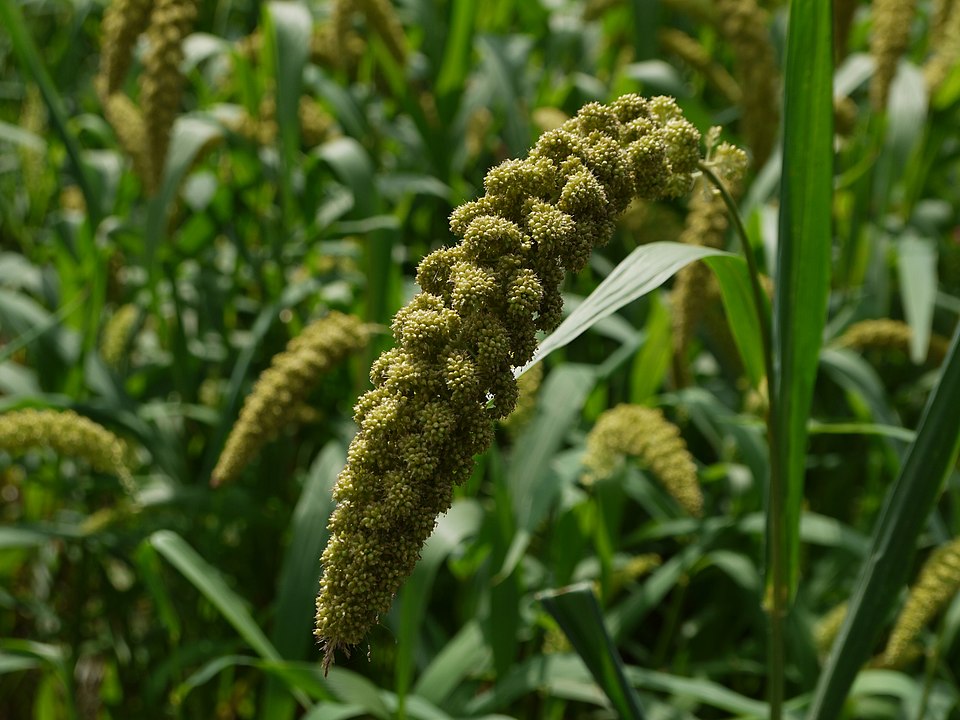 What Is Foxtail Millet?