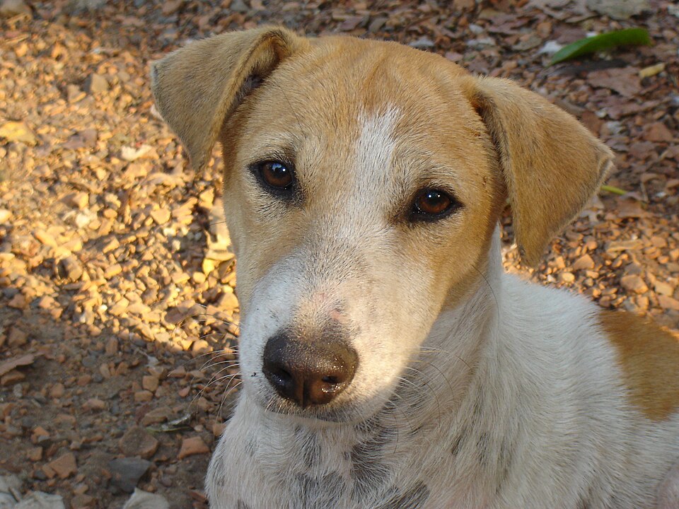 The Supreme Court’s Stray Dog Removal Order: Scale, Reasons, and Reactions