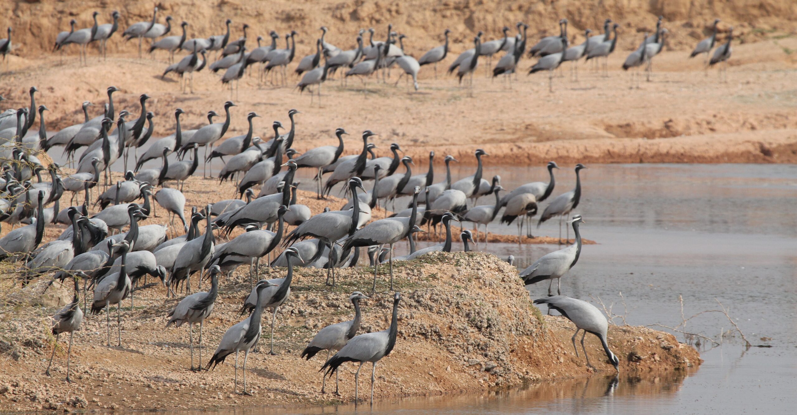 Khichan: The Desert Village Where Cranes Find Sanctuary