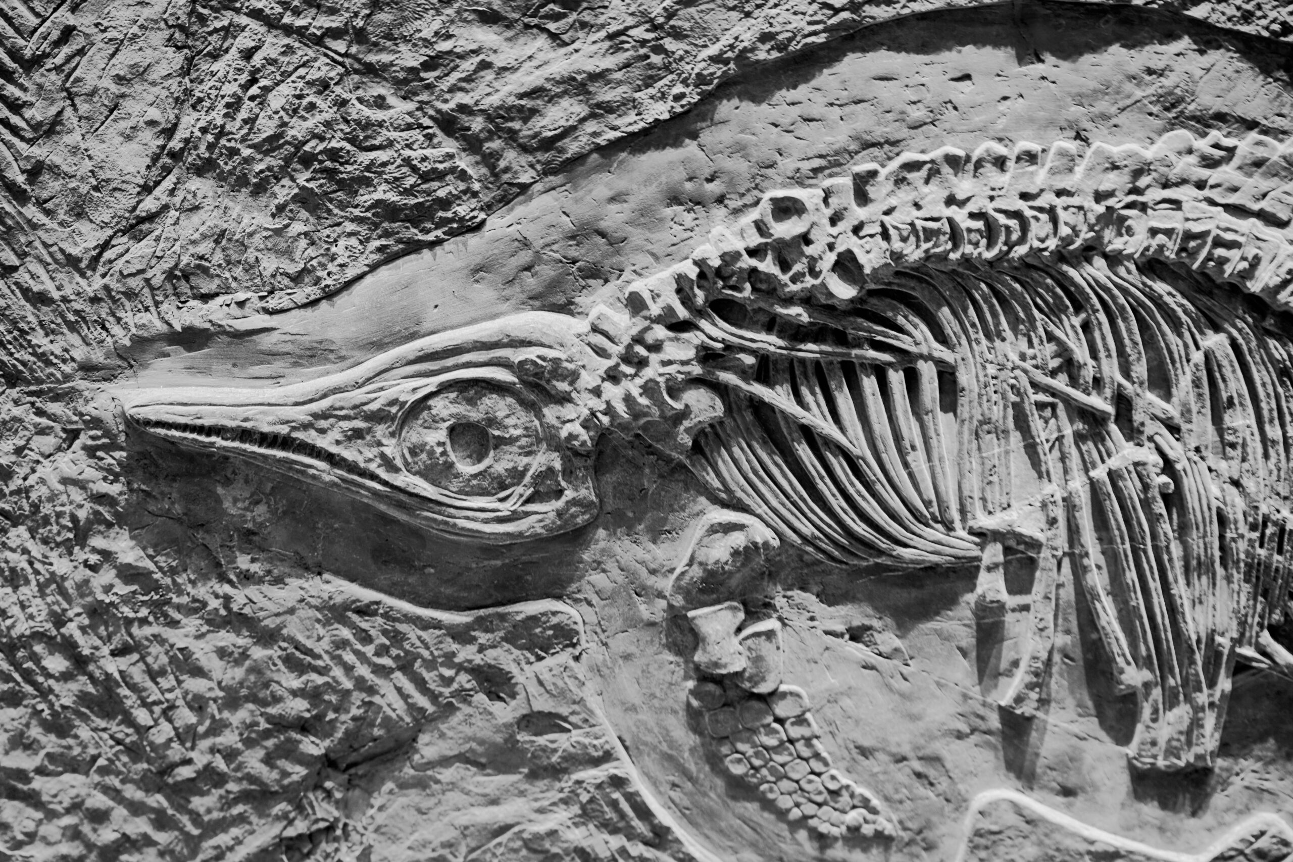 Dinosaurs in the Desert: A Historic Fossil Discovery in Jaisalmer’s Megha Village
