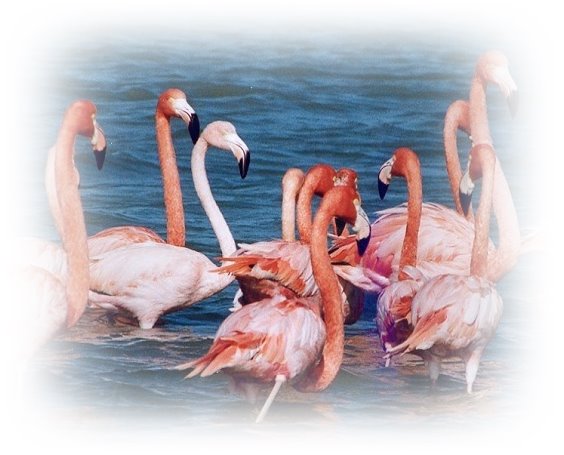 Nalsarovar Bird Sanctuary: A Winter Haven for Migratory Birds