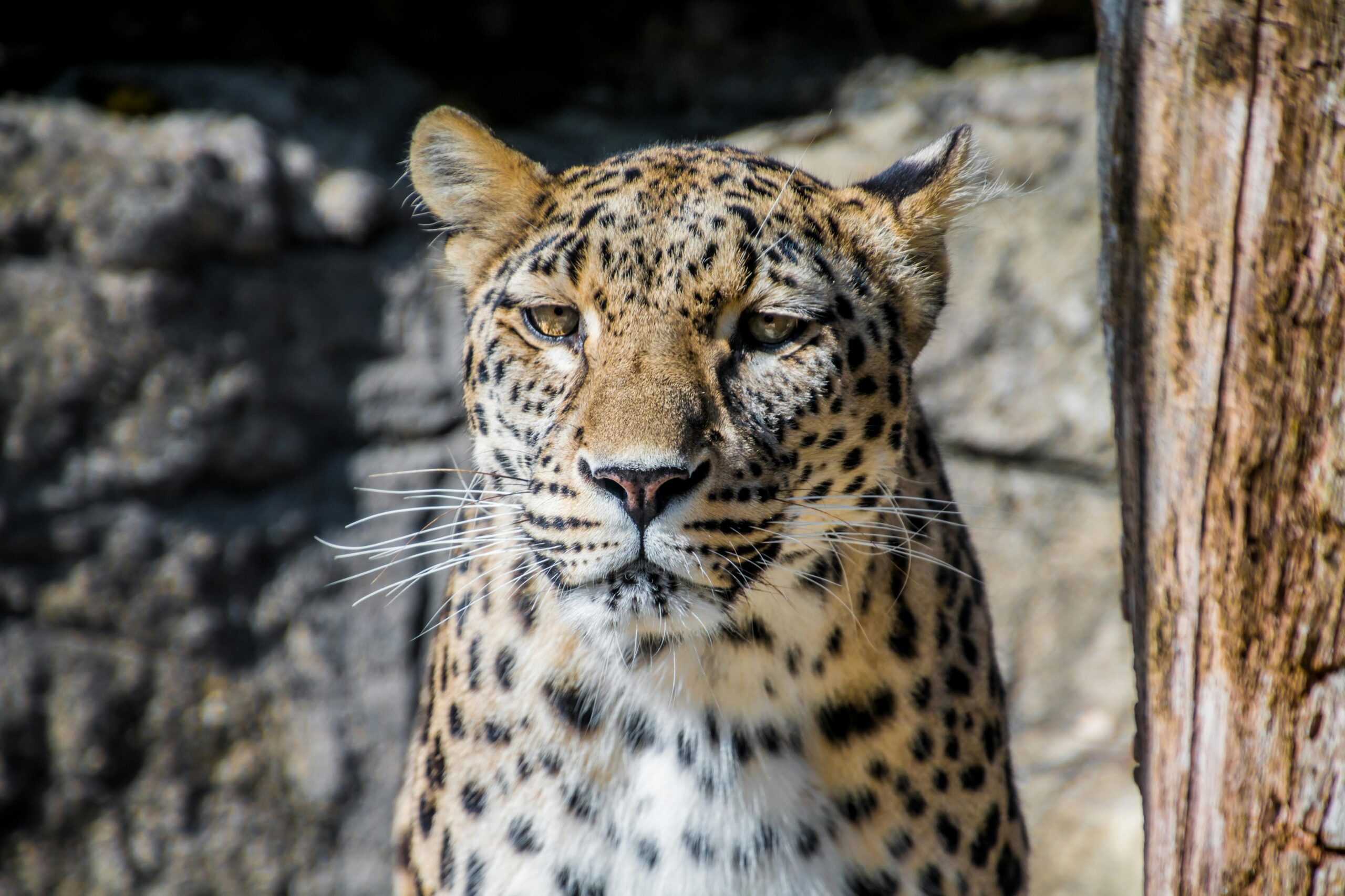 Jawai Leopard Safari: The Untamed Wilderness of Rajasthan