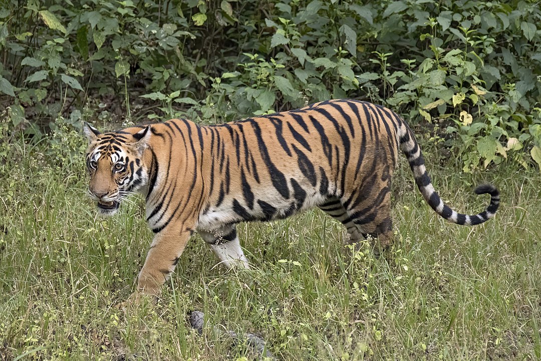The Tiger: India’s National Animal and Guardian of the Forests
