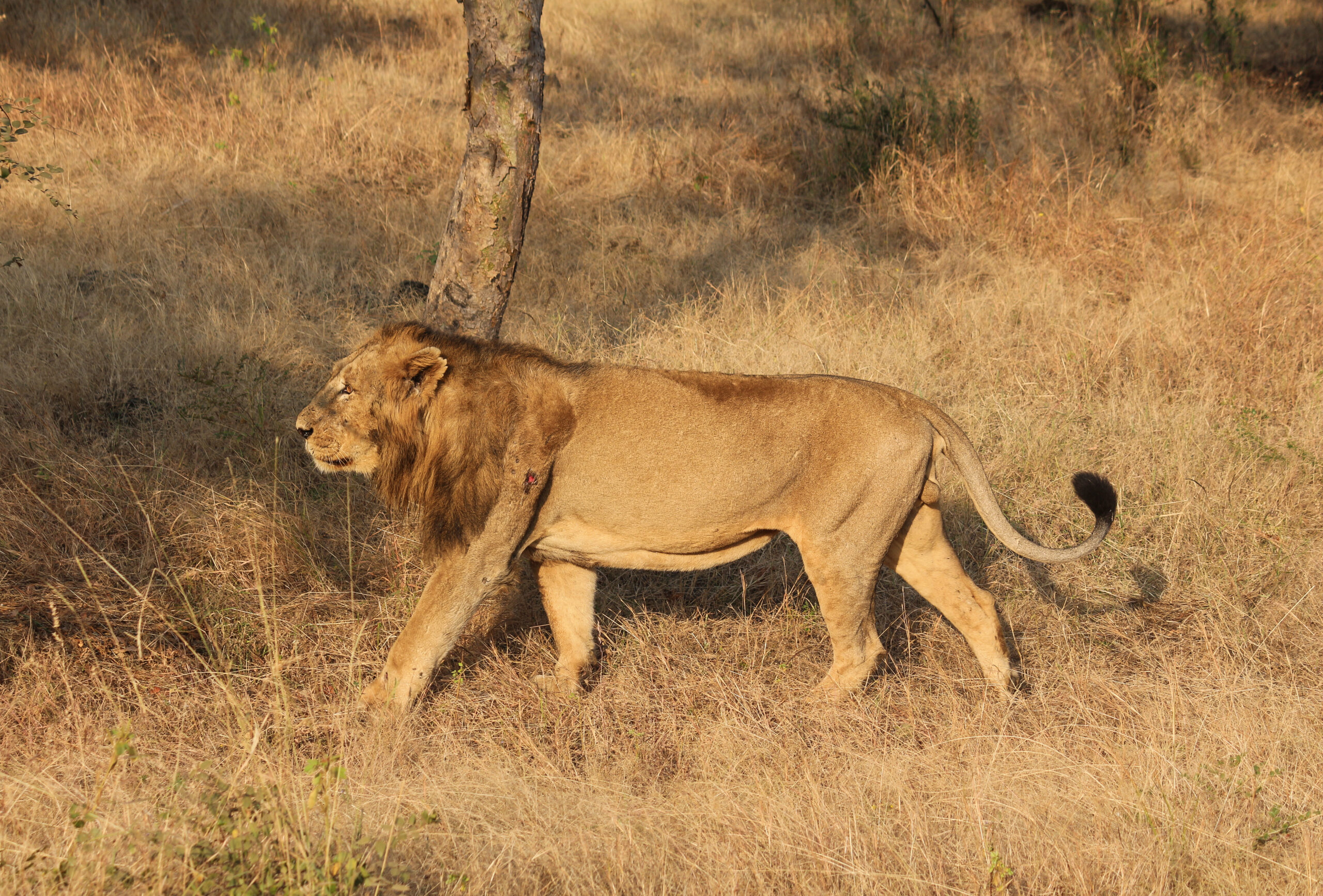 The Asiatic Lion: India’s Pride and the Symbol of Resilience