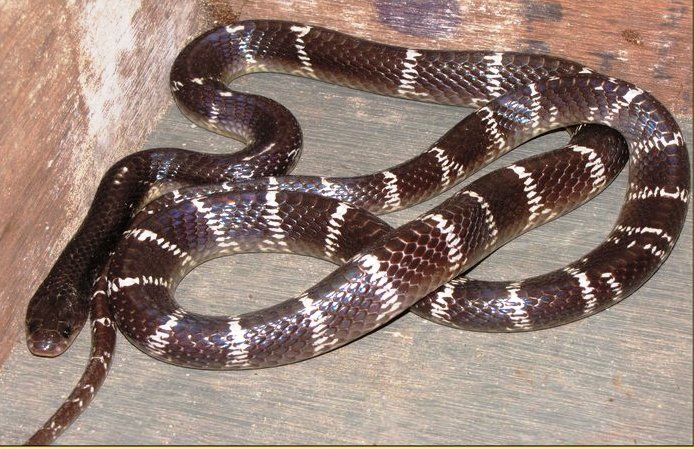 The Big Four Snakes of India: Deadly Serpents Responsible for Maximum Snakebite Fatalities