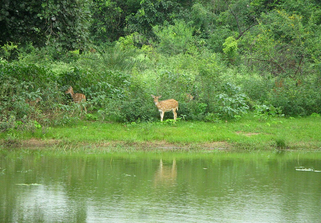 India Rises to 9th Globally in Forest Area: A Green Triumph Rooted in Policy and People