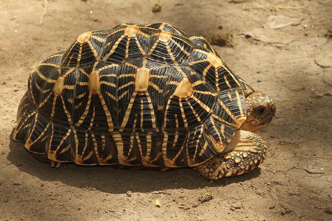 Indian Star Tortoise: A Jewel of India’s Wildlife
