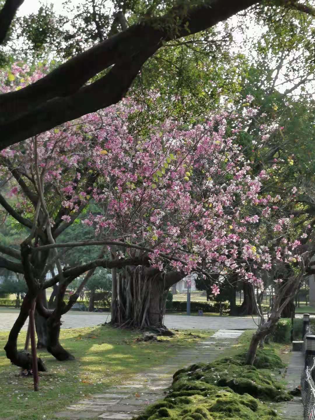 The Kovidara Tree: A Sacred Flowering Icon of India’s Civilisational Heritage