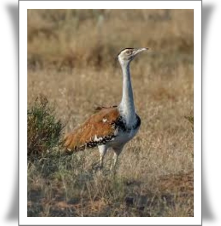 Great Indian Bustard: Facts, Habitat, Population, Threats and Conservation FAQ